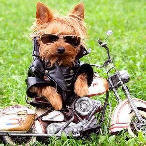 Meet your Posher, Janine